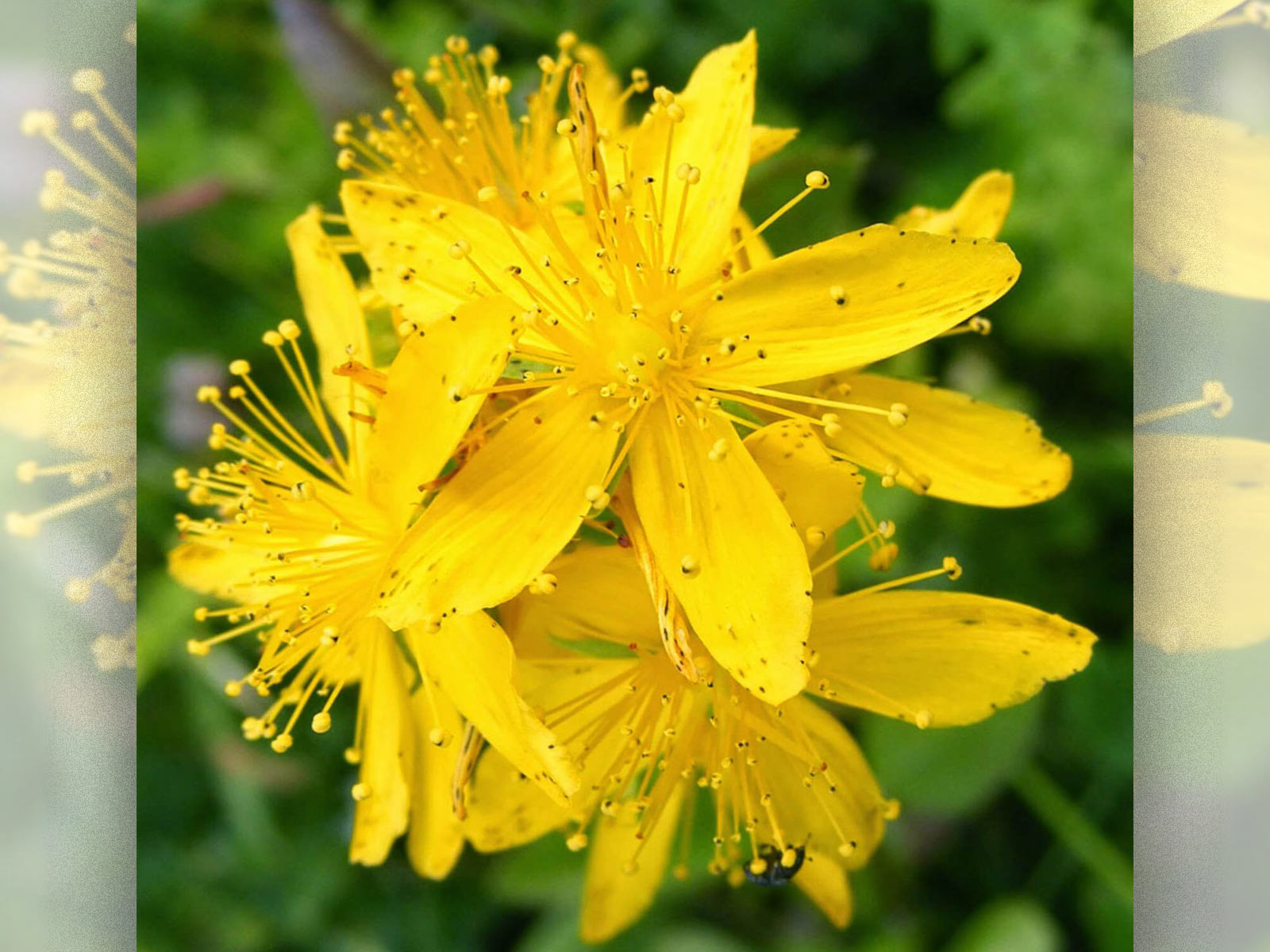 Wild Rose