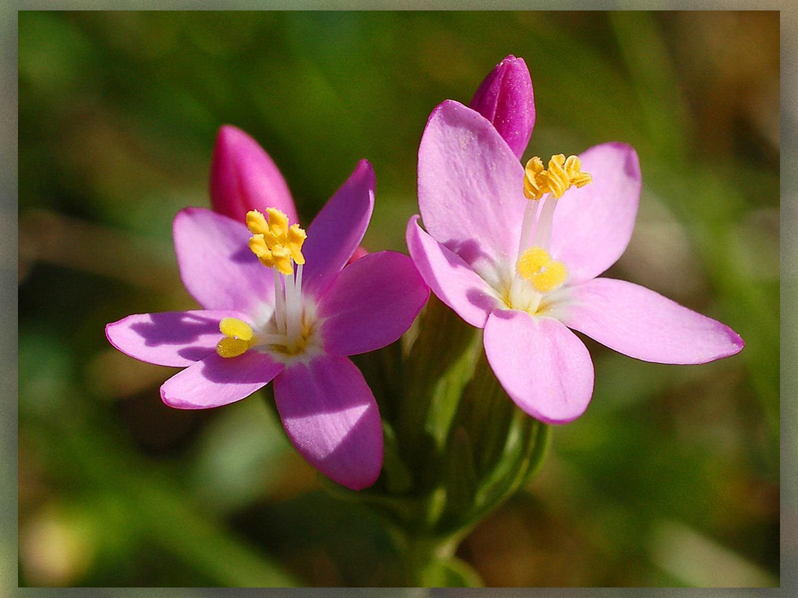 Wild Rose