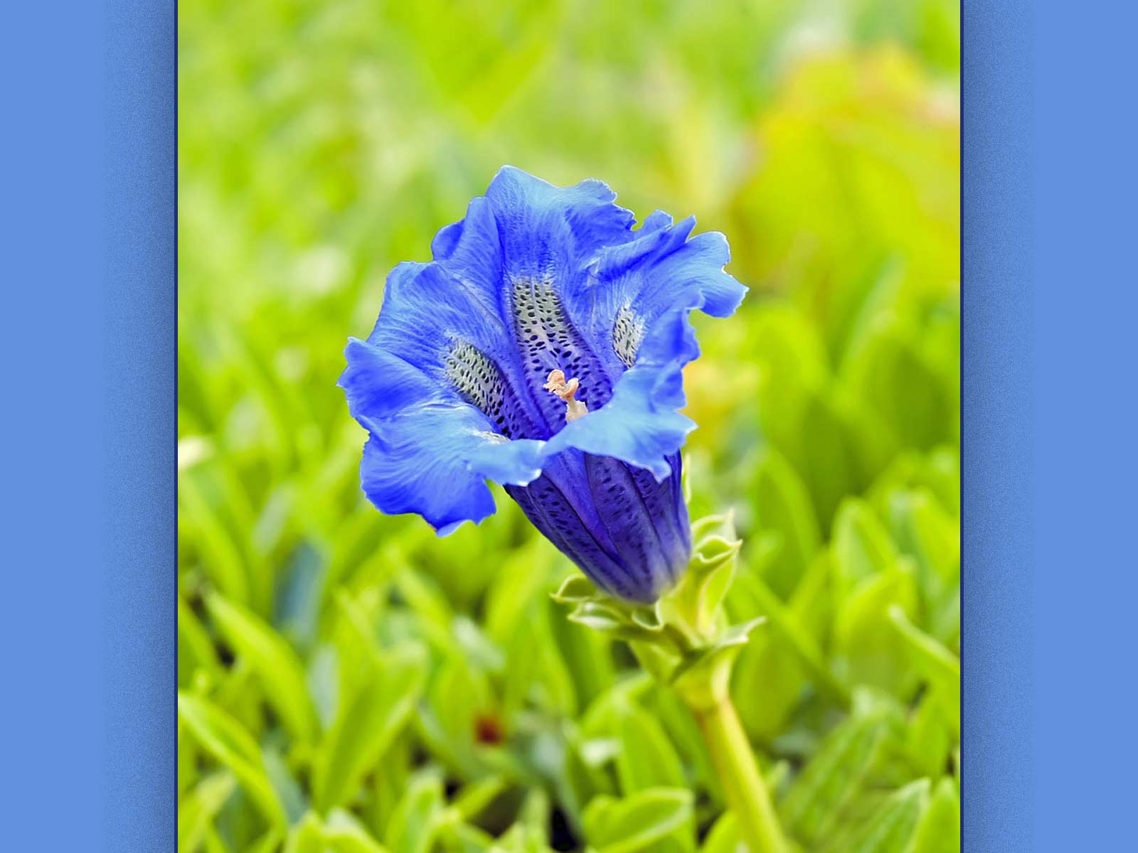 Wild Rose