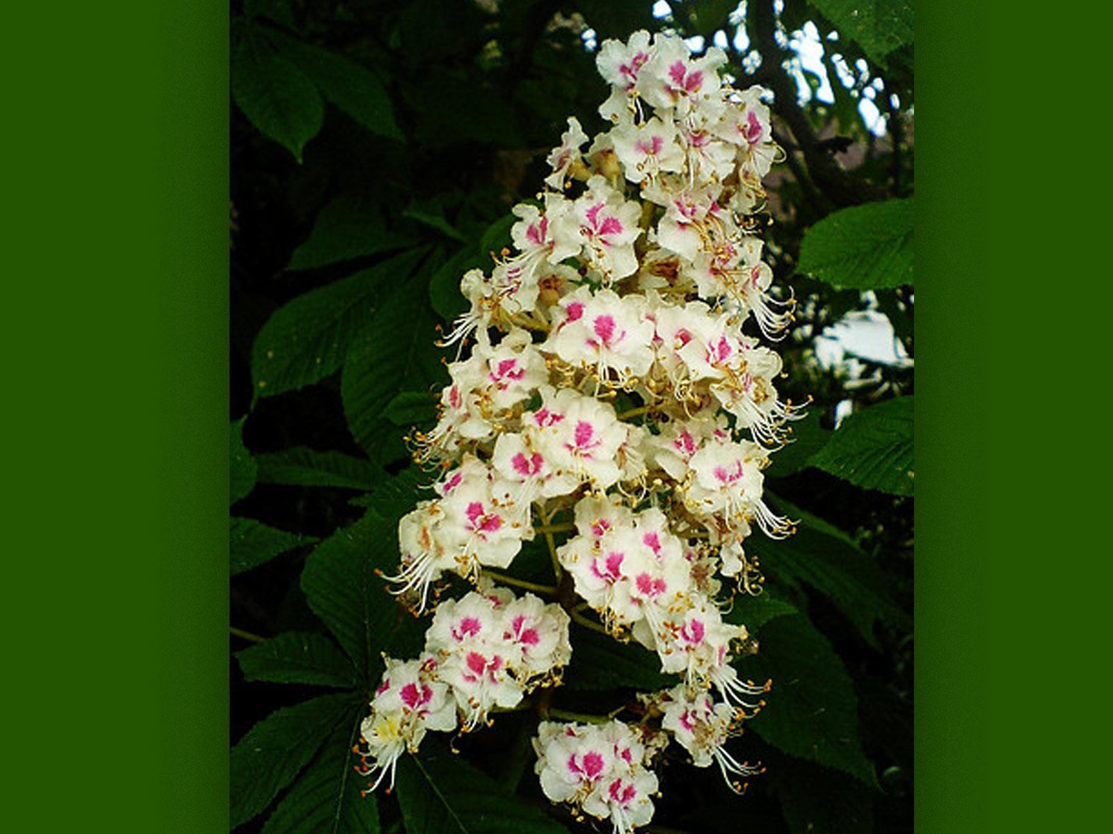 Wild Rose